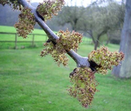 JESION WYNIOSŁY Fraxinus excelsior - NASIONA 160 sztuk - 10g. na Arena.pl