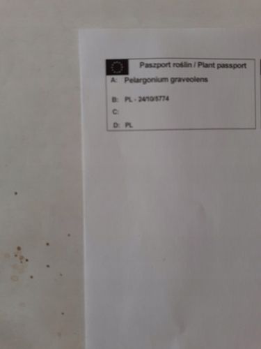 GERANIUM ANGINKA ROŚLINA LECZNICZA gęsta XL don.Ø13cm na Arena.pl