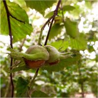 Orzechy Laskowe Łuskane Naturalne 500g 500 g Duże Jakość Całe Smak HiFood