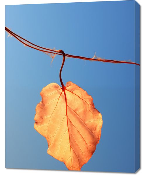 Obraz 70x90cm Ostatni Liść zdjęcie 1