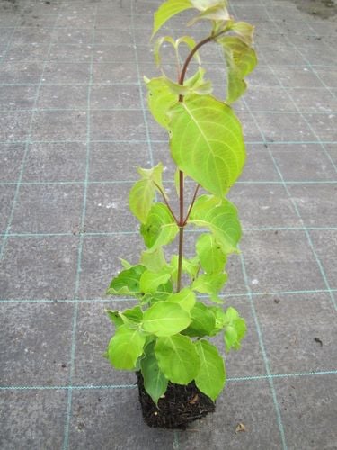 CORNUS KOUSA VAR. CHINENSIS DEREŃ KOUSA ODMIANA CHIŃSKA na Arena.pl
