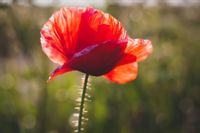 Mak polny – plakat premium 91,5x61 cm