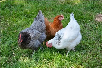 WITAMINY DLA KUR NIOSEK 10KG VITA-CHICK BEZ GMO KONSERWANTÓW MIKROELEMENTY na Arena.pl