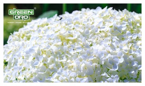 Nawóz do Hortensji Rododendronów Borówki Azalii Magnolii 5kg 100 dni na Arena.pl