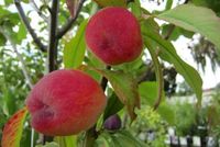 BRZOSKWINIA HARNAŚ niskopienna mróz - sadzonki 120 / 140 cm