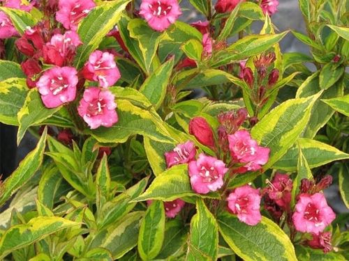 Krzewuszka FRENCH LACE Brigela Żółto-zielona C2 na Arena.pl