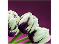 50X50CM FIOLETOWE TULIPANY OBRAZ