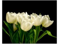 40X50CM BIAŁE TULIPANY MARK FREETH OBRAZ