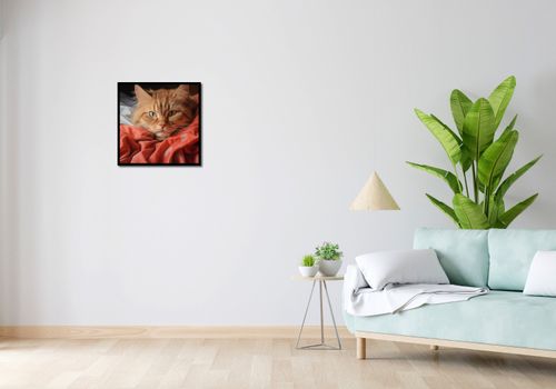 Plakat 50x50cm Mruczący Spokój na Arena.pl