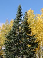 JODŁA GÓRSKA ARIZOŃSKA Abies lasiocarpa NASIONA 600 sztuk - 10g.