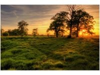 60X40CM ZACHODZĄCE SŁOŃCE WŚRÓD DRZEW OBRAZ