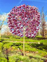 MAGNOLIA  SUSAN - sadzonki 40 / 60 cm