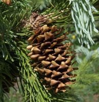 ŚWIERK ENGELMANNA Picea engelmannii NASIONA 15000 sztuk - 10g.