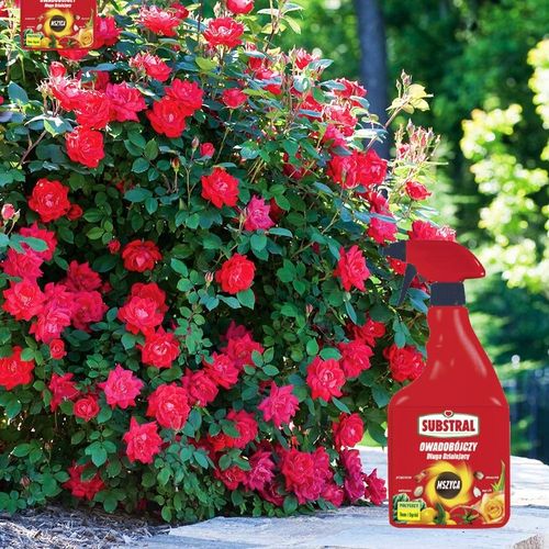 Polysect owadobójczy mszyca mączlik ziemiórka działa 21 dni 750ml na Arena.pl