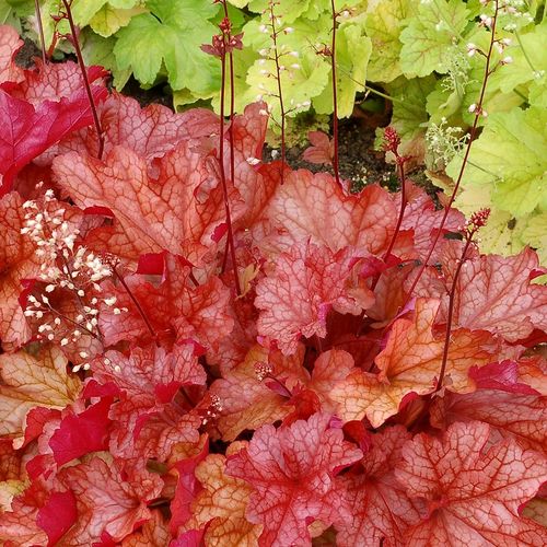 Żurawka PAPRIKA na Arena.pl