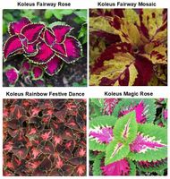 ZESTAW do uprawy na PREZENT Koleusy Pokrzywki "JUŻ WYSIANE" nasiona