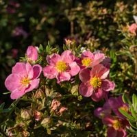 Pięciornik krzewiasty 'Lovely Pink' (Potentilla fruticosa) Doniczka 2.0L