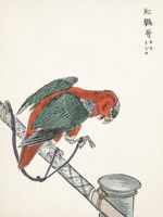 Plakat 60x80cm Macaw, Kashu Japoński Vintage do Salonu