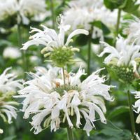 Pysznogłówka BEE-BRIGHT Monarda Biała Motyle Miododajna Sadzonki P11