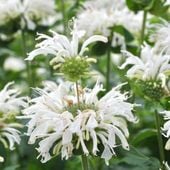 Pysznogłówka BEE-BRIGHT Monarda Biała Motyle Miododajna Sadzonki P11