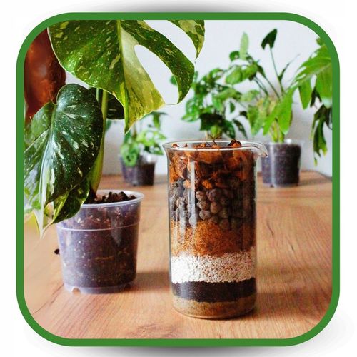 Podłoże Bigos Lekka BIO Ziemia do Monstery Kwiatów15L Wzbogacone na Arena.pl