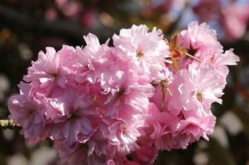 Wiśnia piłkowana KANZAN szczepiona PA 130-150cm C2 na Arena.pl