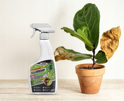 OLEJ RYDZOWY PREPARAT PŁYN NA MSZYCE ĆMĘ PRZĘDZIORKI NO PEST 500ML (3 SZT) na Arena.pl