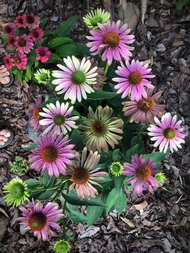 JEŻÓWKA Green Twister Echinacea - sadzonki w doniczkach na Arena.pl