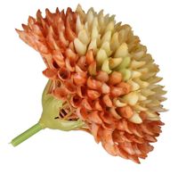 CZOSNEK GŁÓWKA DO WYRABIANIA JAK ŻYWA GUMOWA 8CM PREMIUM