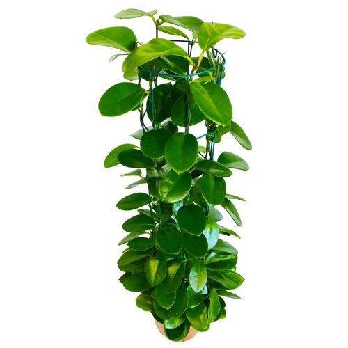 Hoya hoja AUSTRALIJSKA 85 cm na Arena.pl