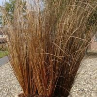 Turzyca Buchanana RED ROOSTER Nowozelandzka trawa Zimozielona Sadzonki P9