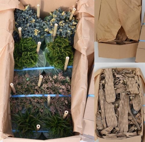 SKIMIA JAPOŃSKA Duże Sadzonki 1L 'Rubella' na Arena.pl