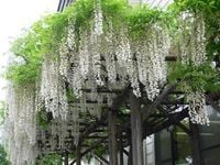 GLICYNIA WISTERIA CHIŃSKA kremowa - sadzonki 10 / 15 cm