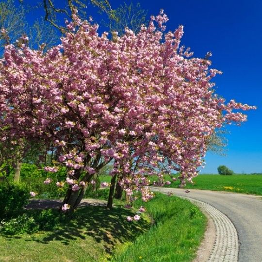 Wiśnia piłkowana KANZAN szczepiona PA 130-150cm C2 zdjęcie 2