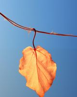 Plakat 40x50cm Ostatni Liść