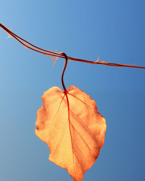 Plakat 40x50cm Ostatni Liść zdjęcie 1