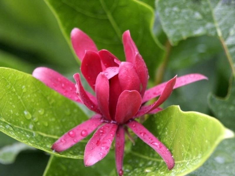 Kielichowiec wonny sadzonki P9 zdjęcie 1