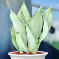 Sansewieria MOONSHINE Sansevieria PIĘKNA i WYTRZYMAŁA Roślina ŁATWA