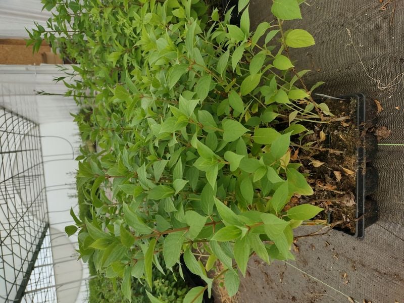 Hortensja Bukietowa Melba Fraise 30-50cm Najpiękniejsza na Arena.pl