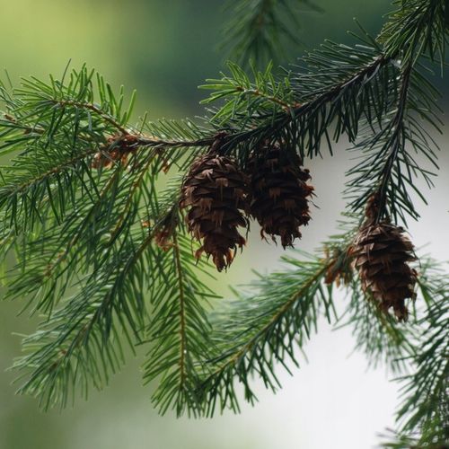 BIOPALIWO DO BIOKOMINKA AROMAT LEŚNY ATEST PZH 5L bez dymu i sadzy na Arena.pl
