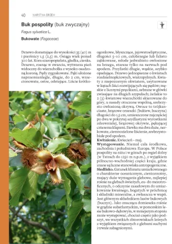 Rośliny leśne na Arena.pl