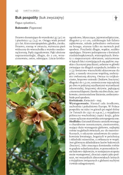 Rośliny leśne zdjęcie 2