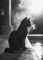 Plakat 50x70cm Kocia Przerwa