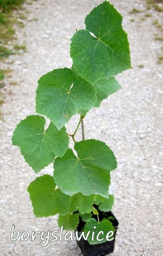 Winorośl 'Noah' (Vitis) w P11, wysokość 70-100 cm na Arena.pl