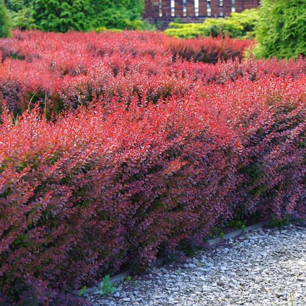 P9 BERBERYS THUNBERGA ATROPURPUREA 20-40 CM. zdjęcie 1