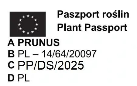 ŚLIWA JEROZOLIMKA smak dzieciństwa - sadzonki 100 / 130 cm na Arena.pl