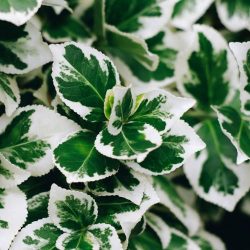 Trzmielina Fortune'a 'Emerald Gaiety' Zimozielona Biała (Euonymus fortunei) na Arena.pl