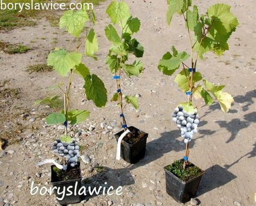 Winorośl 'Concord' (Vitis) w doniczkach P11, wysokość 50-70 cm na Arena.pl
