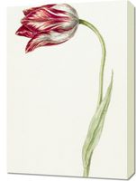 Obraz 50x70cm Różowy Tulipan, Jean Bernard Vintage do Salonu