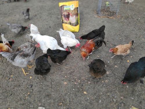 Pasza dla kur niosek GRANULOWANA Piast Pasza dla niosek pełnoporcjowa 25 kg na Arena.pl